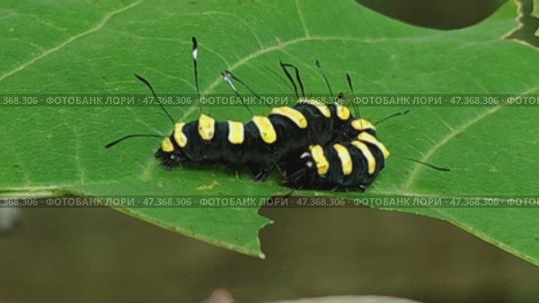 Caterpillar on a green leaf. A black and yellow insect lies curled up on a wide maple leaf. The caterpillar is black with bright yellow stripes and long antennae. Part of the leaf has been eaten by it. Стоковое видео, видеограф Andrew_Swarga / Фотобанк Лори