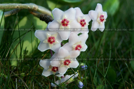 caucasian green plant european blank. Стоковое фото, фотограф Frank Rehermann / Smarterpix / Фотобанк Лори