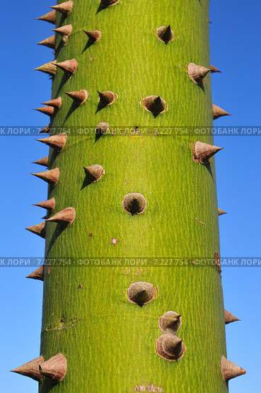 Ceiba name of a genus of many species of large trees found in tropical areas, including Mexico, Guatemala, Central and South America.Ceiba, name of a genus of many species of large trees found in tropical areas, including Mexico, Guatemala, Central and South America. Стоковое фото, агентство BE&W Photo / Фотобанк Лори