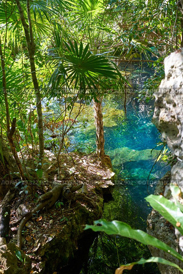 Cenote in Riviera Maya of Mayan Mexico sinkhole exposing groundwater. Стоковое фото, агентство Ingram Publishing / Фотобанк Лори