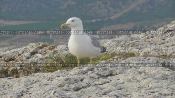 Чайки Хохотуньи Larus cachinnans. Стоковое видео, видеограф Александр Мамонтов / Фотобанк Лори