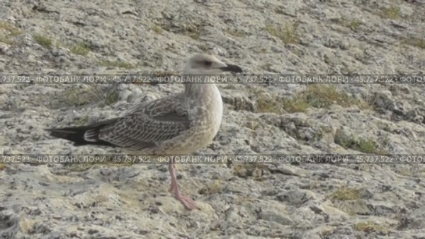 Чайки Хохотуньи Larus cachinnans. Стоковое видео, видеограф Александр Мамонтов / Фотобанк Лори