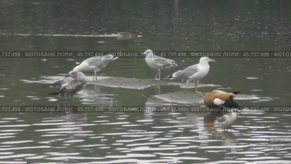 Чайки Хохотуньи Larus cachinnans на пруду в парке Царицыно. Стоковое видео, видеограф Александр Мамонтов / Фотобанк Лори