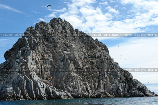 Чайки кружат над  скалой в море. Стоковое фото, фотограф Николаенко Алексей / Фотобанк Лори