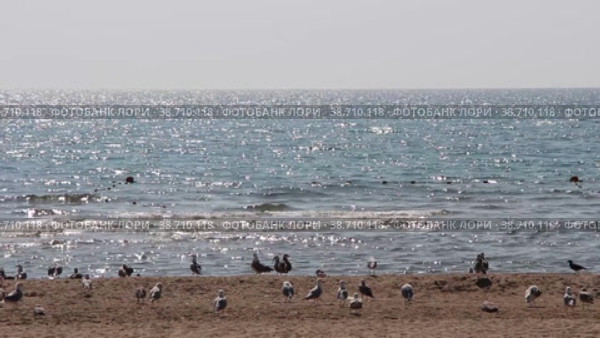 Чайки  на Черном море. Стоковое видео, видеограф Елена Пивоварова / Фотобанк Лори