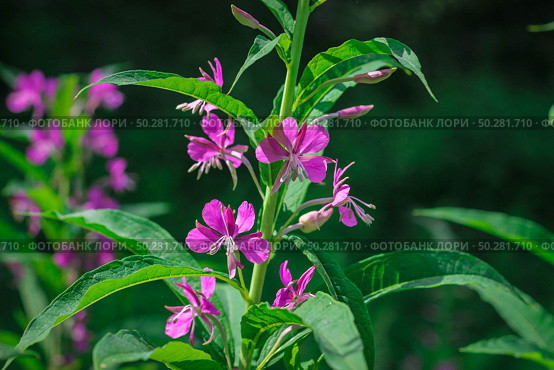 Chamaenerion angustifolium, a Fireweed blooming in the meadow. Стоковое фото, фотограф Марина Демидюк / Фотобанк Лори
