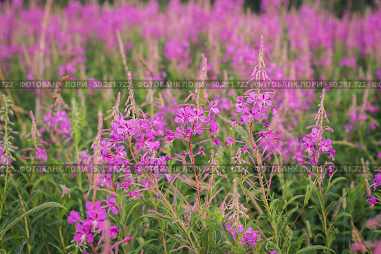 Chamaenerion angustifolium, a Fireweed blooming in the meadow. Стоковое фото, фотограф Марина Демидюк / Фотобанк Лори