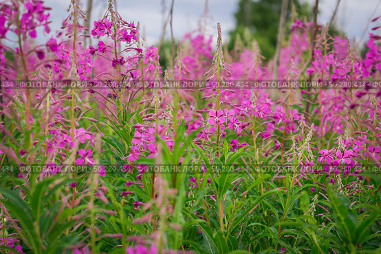 Chamaenerion angustifolium fireweed, great willowherb, rosebay willowherb, Saint Anthony's Laurel pink flowers on the green natural background. Стоковое фото, фотограф Марина Демидюк / Фотобанк Лори