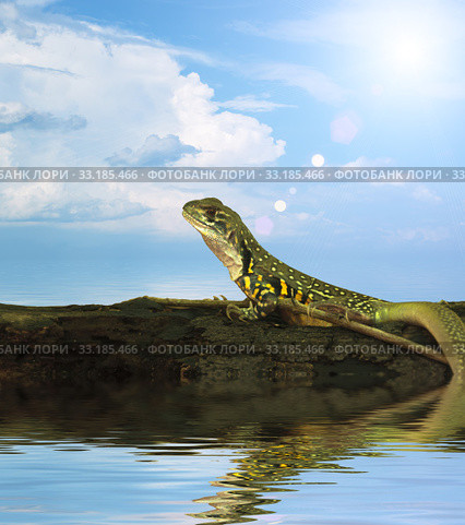 Chameleon iguana on timber decay. Стоковое фото, фотограф Phongkit Longthong / PantherMedia / Фотобанк Лори