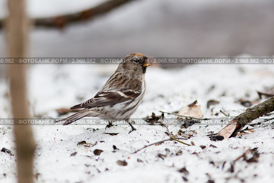 Чечетка, Acanthis flammea, Redpoll. Стоковое фото, фотограф Василий Вишневский / Фотобанк Лори