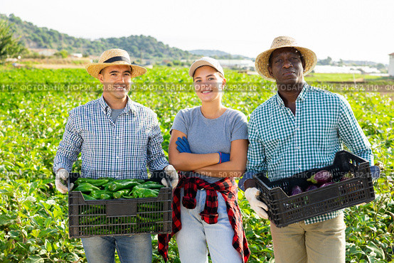 Cheerful farmers standing in field with harvested peppers and eggplants. Стоковое фото, фотограф Яков Филимонов / Фотобанк Лори