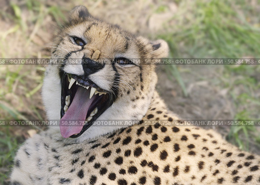 Cheetah Resting on the Grass,Close Up. Стоковое фото, агентство Ingram Publishing / Фотобанк Лори