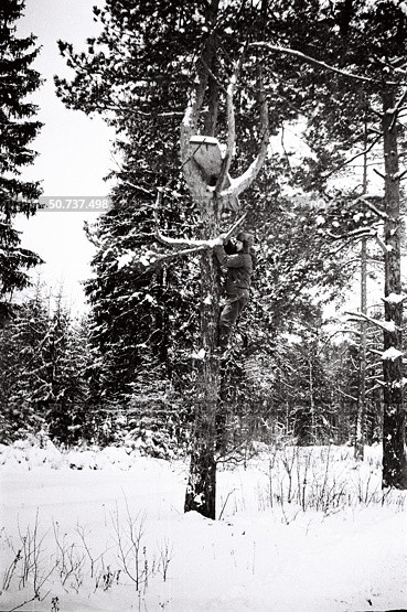 Человек залезает на дерево. Стоковое фото, фотограф Retro / Фотобанк Лори