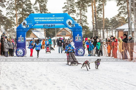 Чемпионат и первенство по снежным дисциплинам ездового спорта сибирского региона "Рождественский заезд". Территория физкультурно-оздоровительного комплекса "Метелица", город Бердск, Новосибирская область, Западная Сибирь России, Норвежский спортивный ездовой метис. Редакционное фото, фотограф Евгений Мухортов / Фотобанк Лори