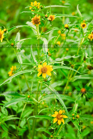 Череда трехраздельная (Bidens tripartita) Стоковое фото, фотограф Алёшина Оксана / Фотобанк Лори