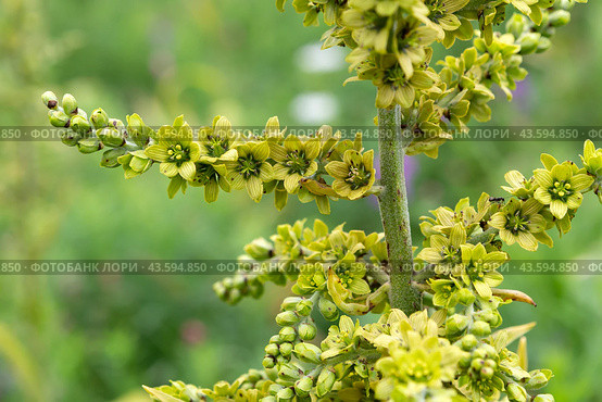 Черемица Лобеля (veratrum lobelianum) Стоковое фото, фотограф Ирина Яровая / Фотобанк Лори