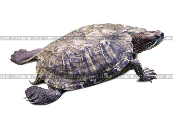 Черепаха Trachemys scripta. На белом фоне. Стоковое фото, фотограф Яков Филимонов / Фотобанк Лори