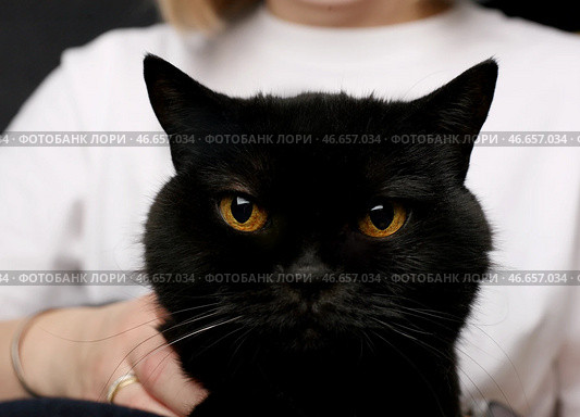 Черная кошка. Стоковое фото, фотограф Юлия Зырянова / ТАСС / Фотобанк Лори