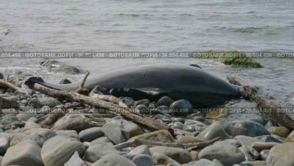 Чёрное море. Мёртвый дельфин у берега. The Black Sea. A dead dolphin near the shore. Стоковое видео, видеограф Евгений Романов / Фотобанк Лори