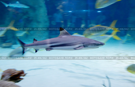 Черноперая рифовая акула. Blacktip reef shark . Стоковое фото, фотограф Галина Савина / Фотобанк Лори