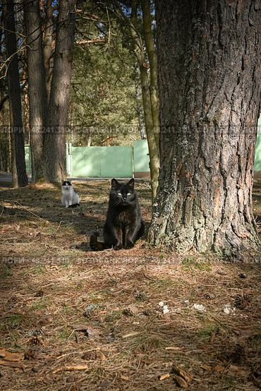 Чёрный кот. Бездомные коты. Коты в лесу. Кошки. Животные. Домашние животные. Стоковое фото, фотограф Зинаида Никитенко / Фотобанк Лори
