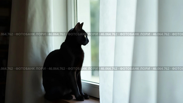 Чёрный котик сидит на подоконнике и смотрит в окно. Серия любопытный котенок. Стоковое AI-изображение, AI-художник Юлия Можина / Фотобанк Лори