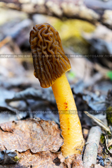 Черный свежий гриб сморчок в лесу. Black morel fresh mushroom. Стоковое фото, фотограф TasiPas / Фотобанк Лори