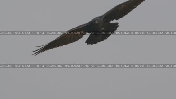 Чёрный ворон летит. Corvus corax. Стоковое видео, видеограф Дмитрий Якубович / Фотобанк Лори