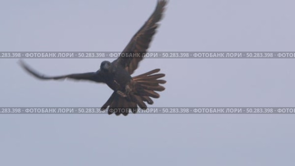 Чёрный ворон в полете. Corvus corax. Стоковое видео, видеограф Дмитрий Якубович / Фотобанк Лори