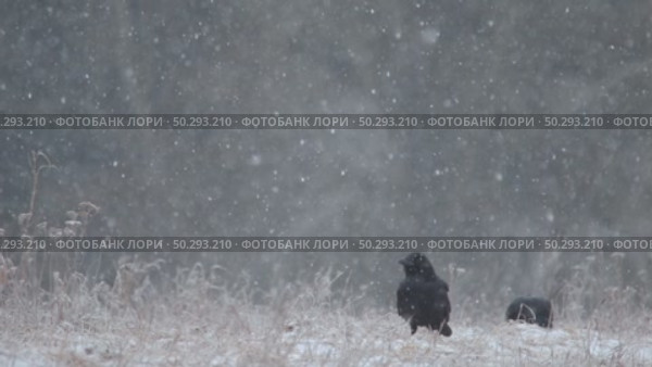 Черный ворон зимой. Corvus corax. Стоковое видео, видеограф Дмитрий Якубович / Фотобанк Лори