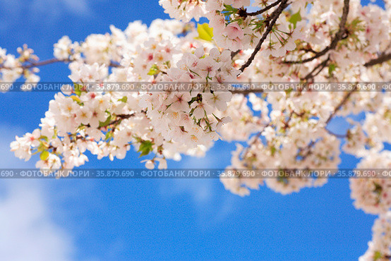 Cherry bloosom branch. Стоковое фото, агентство Ingram Publishing / Фотобанк Лори