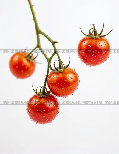 Cherry tomatoes, isolated on white background. Generative AI. Стоковое AI-изображение, AI-художник Андрей Аркуша / Фотобанк Лори