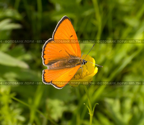 Червонец Thersamonolycaena dispar (Haworth, 1803) Стоковое фото, фотограф Вячеслав Потапов / Фотобанк Лори