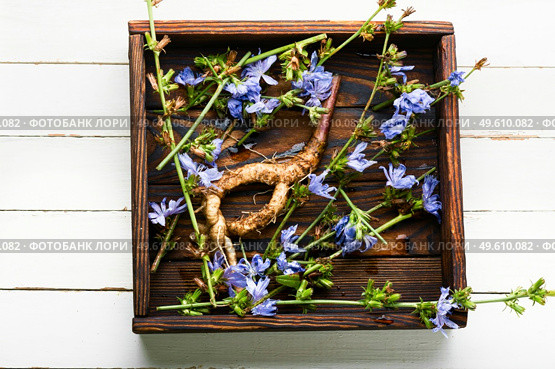 Chicory root and chicory flowers,weed. Wild plant in herbal medicine.Coffee substitute. Chicory in herbal medicine. Стоковое фото, агентство Ingram Publishing / Фотобанк Лори
