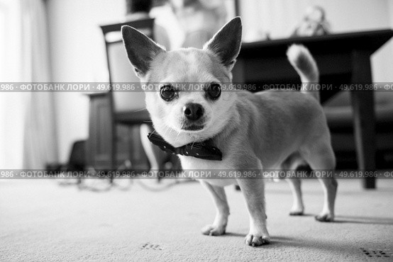 Chihuahua dog with butterfly. Стоковое фото, агентство Ingram Publishing / Фотобанк Лори