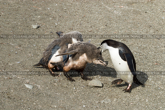 Chinstrap penguin feeding chick. Стоковое фото, фотограф Vladimir / Фотобанк Лори