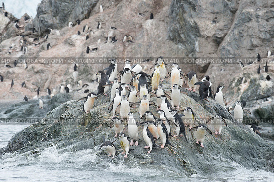 Chinstrap Penguins coming to the water. Стоковое фото, фотограф Vladimir / Фотобанк Лори