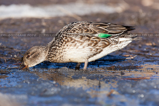 Чирок-свистунок. Common Teal (Anas crecca) Стоковое фото, фотограф Василий Вишневский / Фотобанк Лори