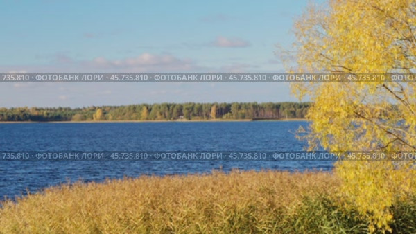 Чистая голубая вода лесного озера в окружении желтой травы и яркой осени. Деревья на берегу создают атмосферу спокойствия и красоты природы. Стоковое видео, видеограф Сергей Никифоров-Гордеев / Фотобанк Лори