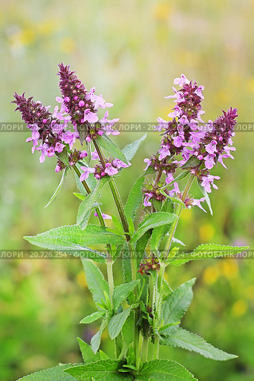 Чистец болотный (Stachys palustris) Стоковое фото, фотограф Евгений Мухортов / Фотобанк Лори