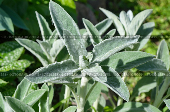 Чистец византийский (лат. Stachys byzantina), или Стахис шерстистый в саду крупным планом. Стоковое фото, фотограф Елена Коромыслова / Фотобанк Лори