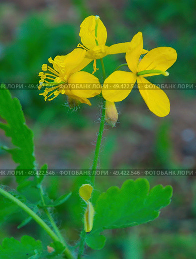 Чистотел  chelidonium majus. Стоковое фото, фотограф Василий Быстрицкий / Фотобанк Лори