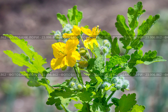 Чистотел (лат. Chelidonium). Цветущее растение. Стоковое фото, фотограф Евгений Мухортов / Фотобанк Лори