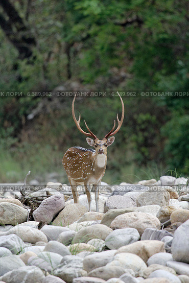 Chital deer in new hard antler. Стоковое фото, агентство Ingram Publishing / Фотобанк Лори