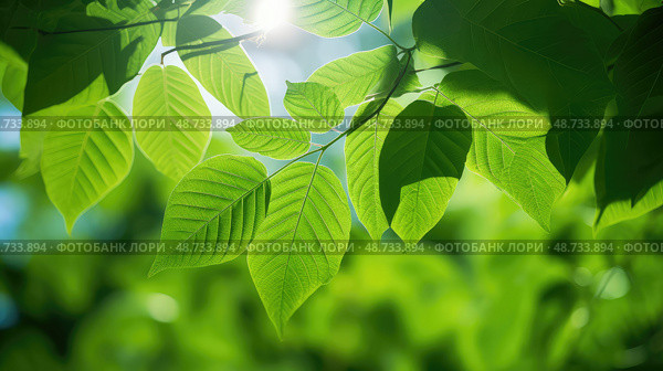 chlorophyll green leave ai generated. Стоковое AI-изображение, AI-художник Vectorwin / Фотобанк Лори