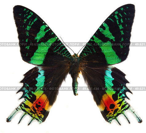 chrysiridia rhipheus butterfly isolated on white background. chrysiridia rhipheus butterfly. Стоковое фото, агентство Ingram Publishing / Фотобанк Лори