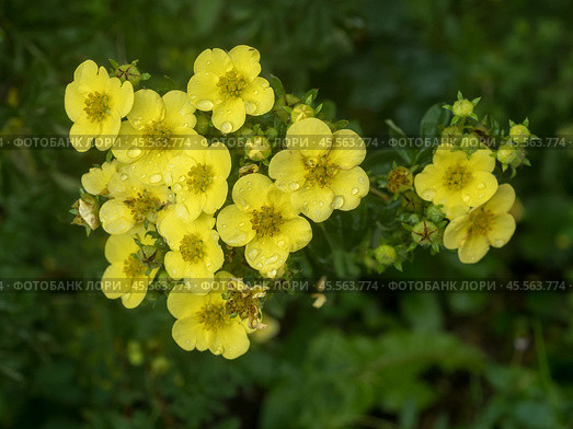 Cinquefoil in the garden with water drops. Стоковое фото, фотограф Argument / Фотобанк Лори