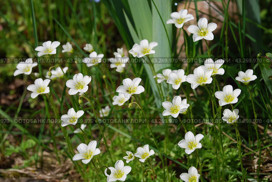 Claytonia small white flowers in a flower bed. Стоковое фото, фотограф Andrew_Swarga / Фотобанк Лори