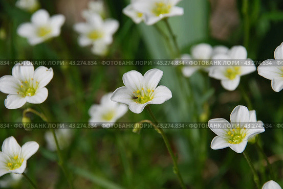 Claytonia small white flowers in a flower bed. Стоковое фото, фотограф Andrew_Swarga / Фотобанк Лори
