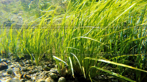 Clear shallow stream with underwater weed gently swaying. Стоковое фото, агентство Ingram Publishing / Фотобанк Лори